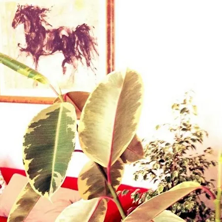 Guest house Sigfrido
